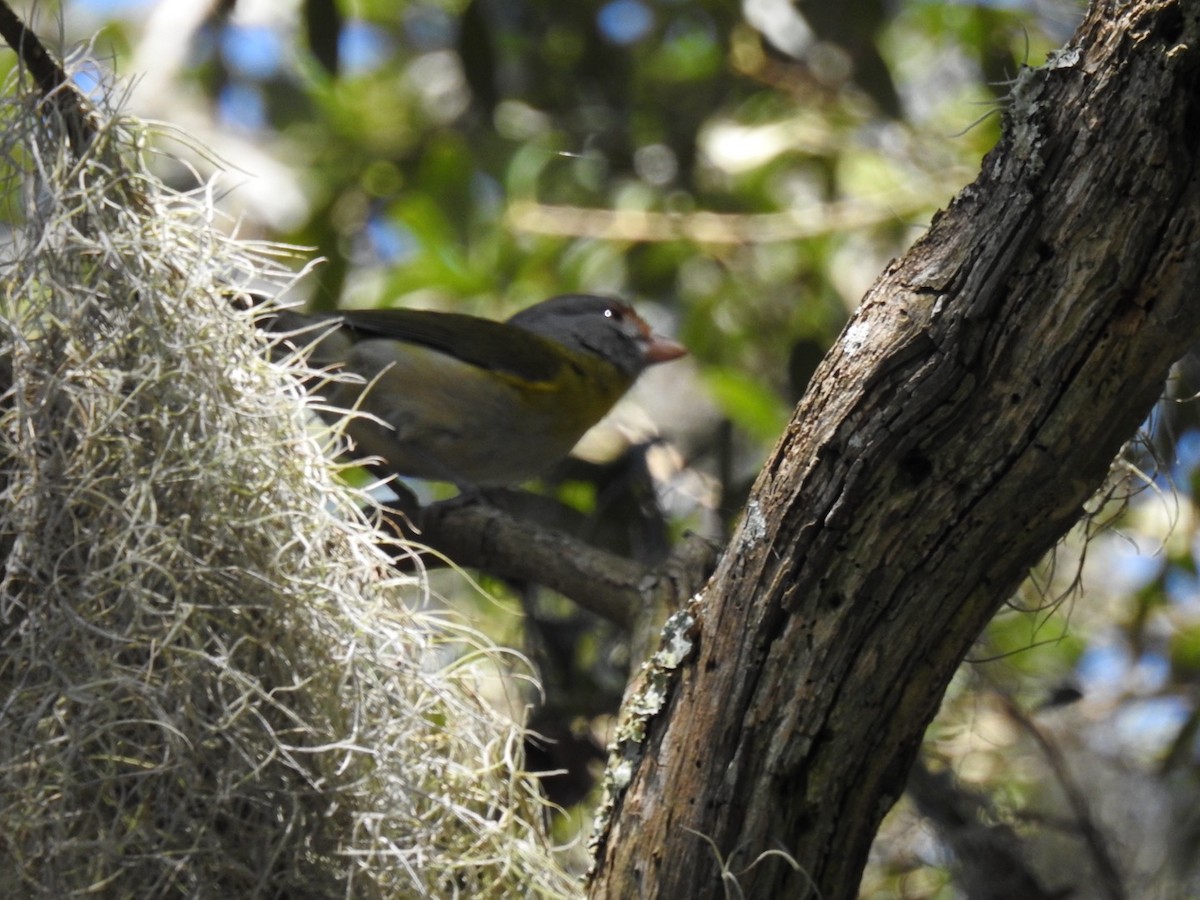 Rufous-browed Peppershrike - ML643564948