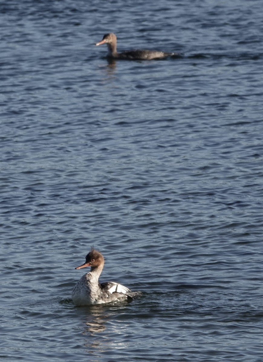 Red-breasted Merganser - ML643564953