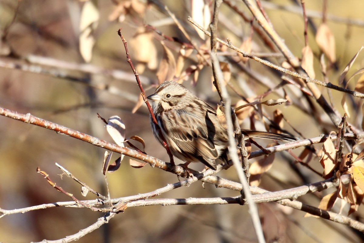 Song Sparrow (melodia/atlantica) - ML643564954