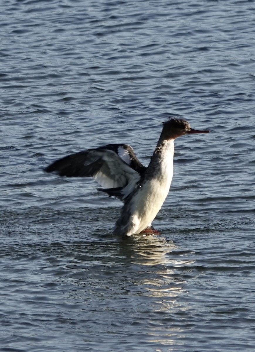 Red-breasted Merganser - ML643564956