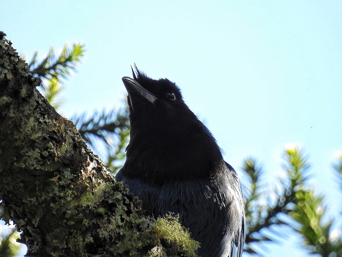 Azure Jay - ML643564958
