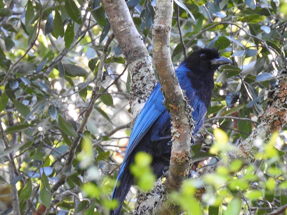 Azure Jay - ML643564959