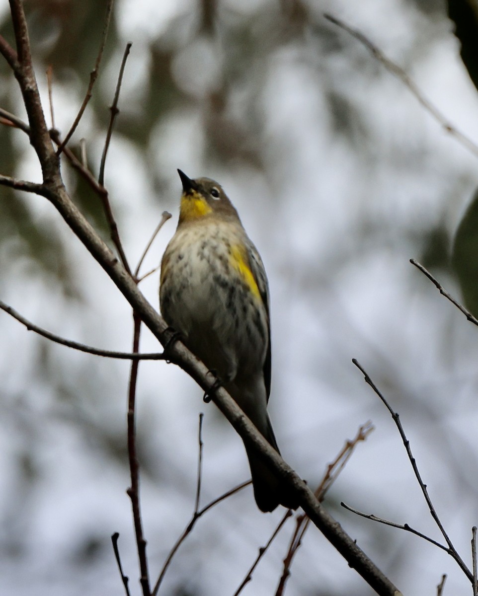Yellow-rumped Warbler - ML643564960
