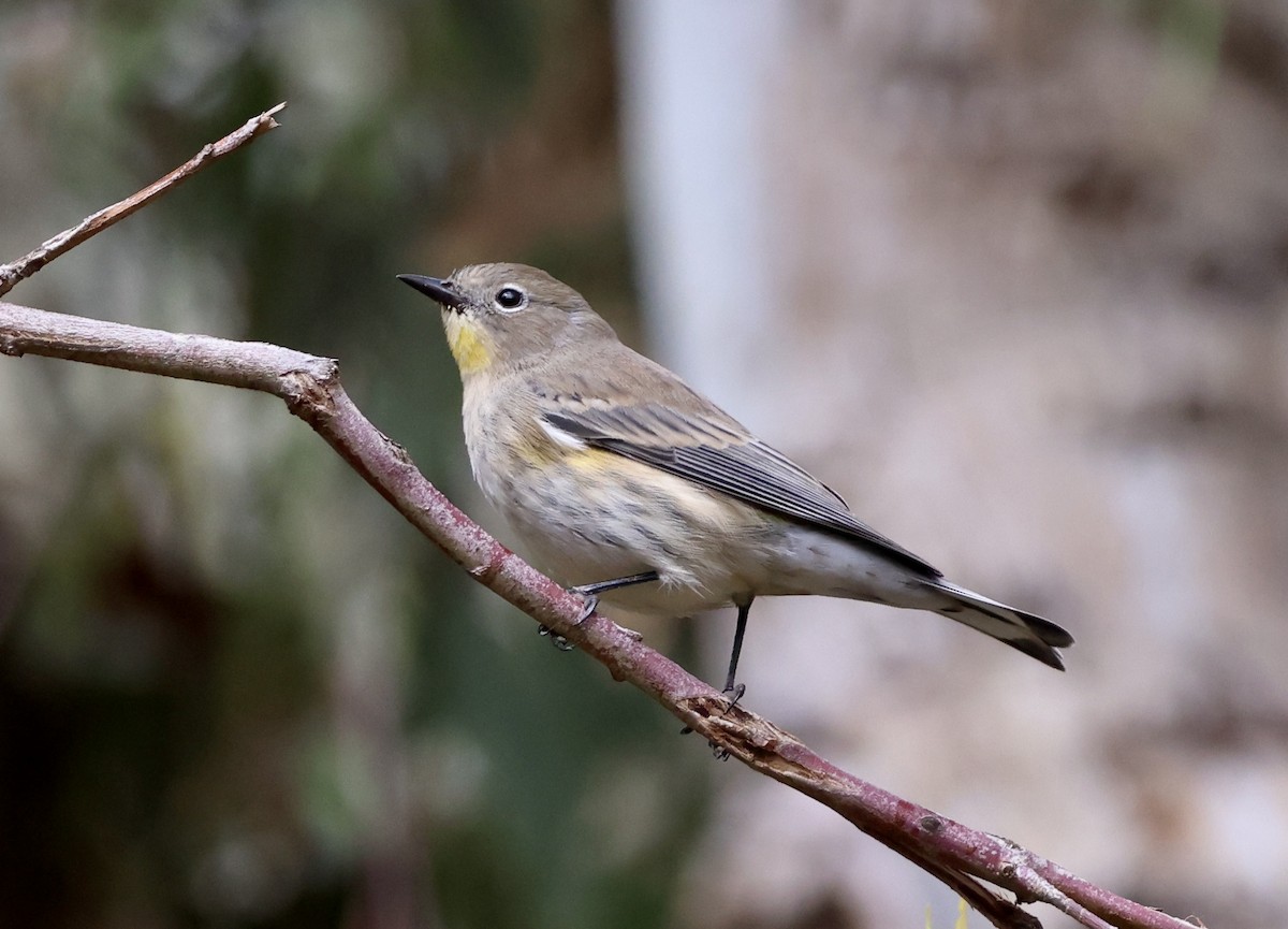 Yellow-rumped Warbler - ML643564961