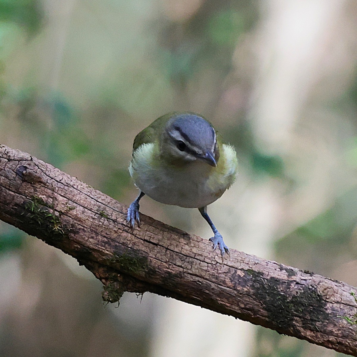 Red-eyed Vireo - ML643564962