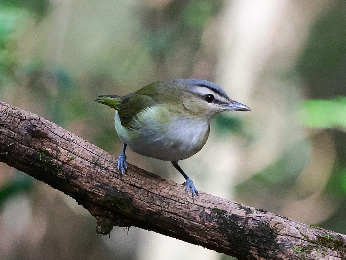 Red-eyed Vireo - ML643564963