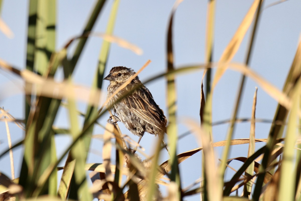 Red-winged Blackbird (Red-winged) - ML643564968