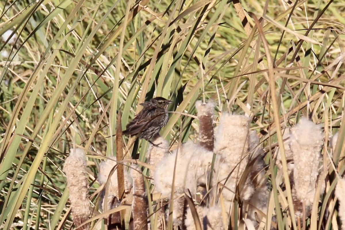 Red-winged Blackbird (Red-winged) - ML643564969