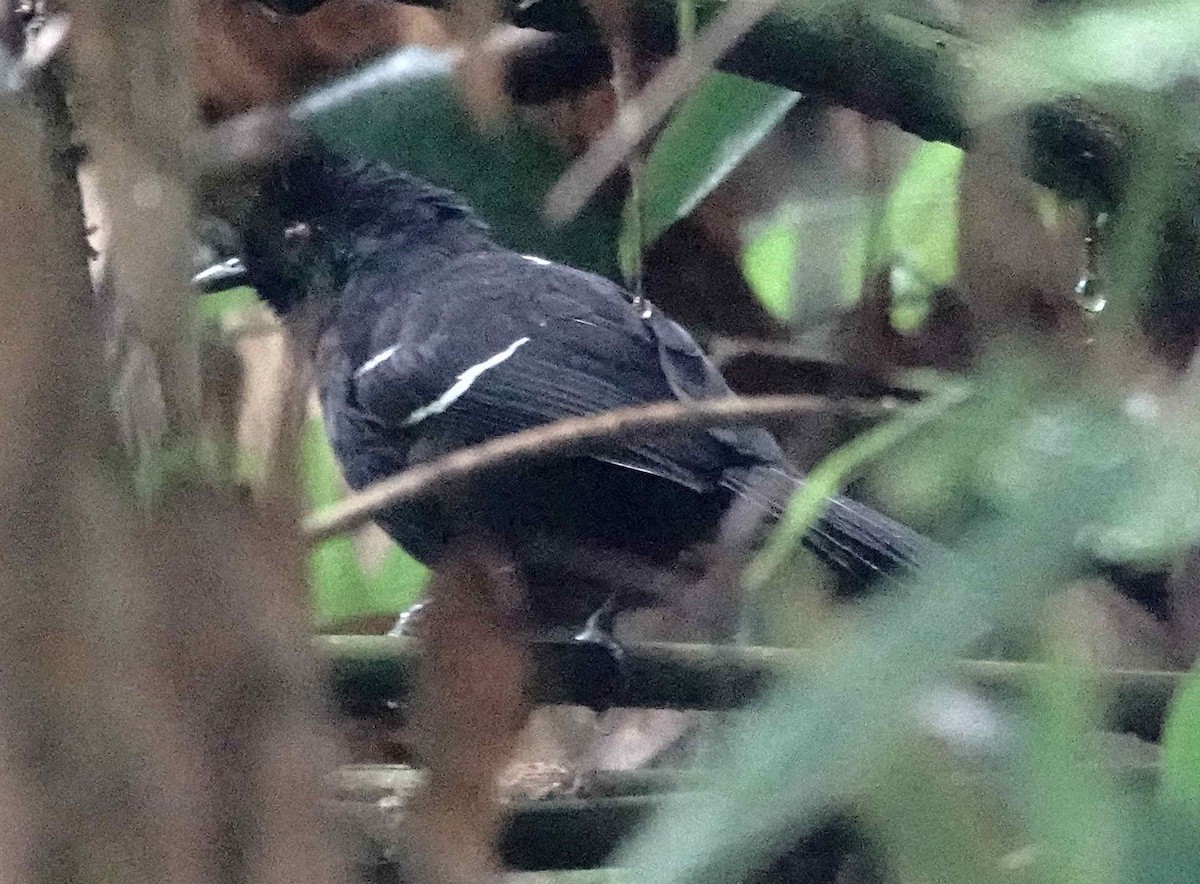 Weißbinden-Ameisenvogel - ML643564970