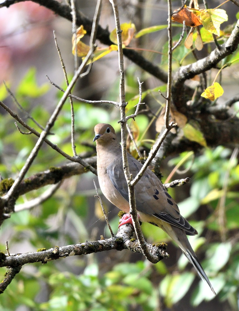 Mourning Dove - ML643564971