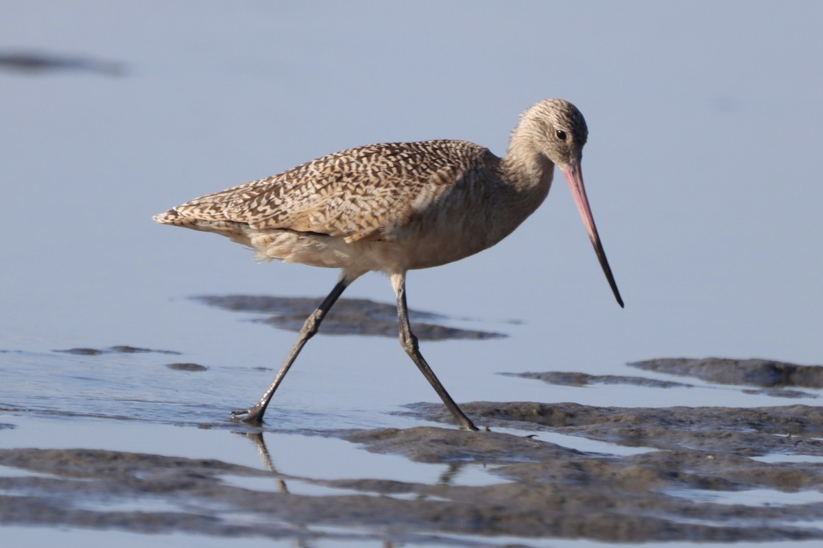 Marbled Godwit - ML643564972