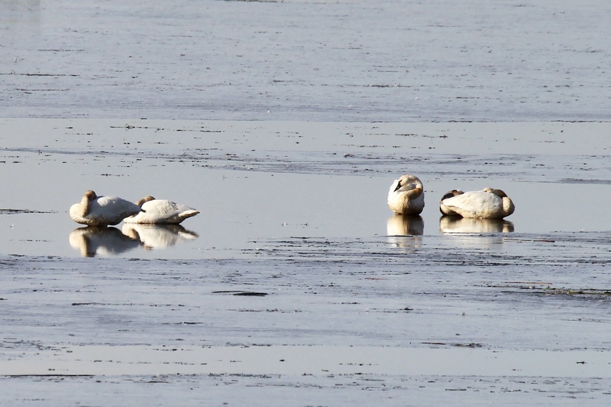 Tundra Swan (Whistling) - ML643564984