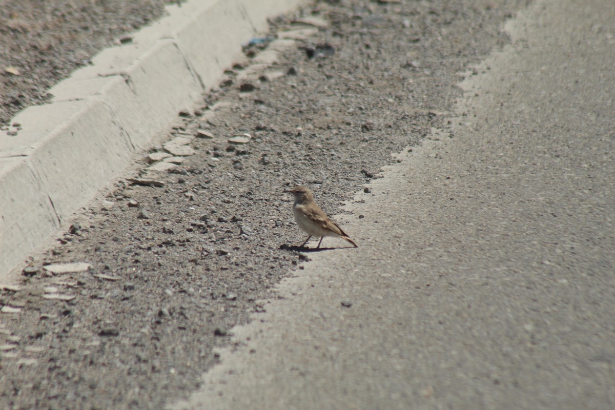 Puna Miner - ML643564987