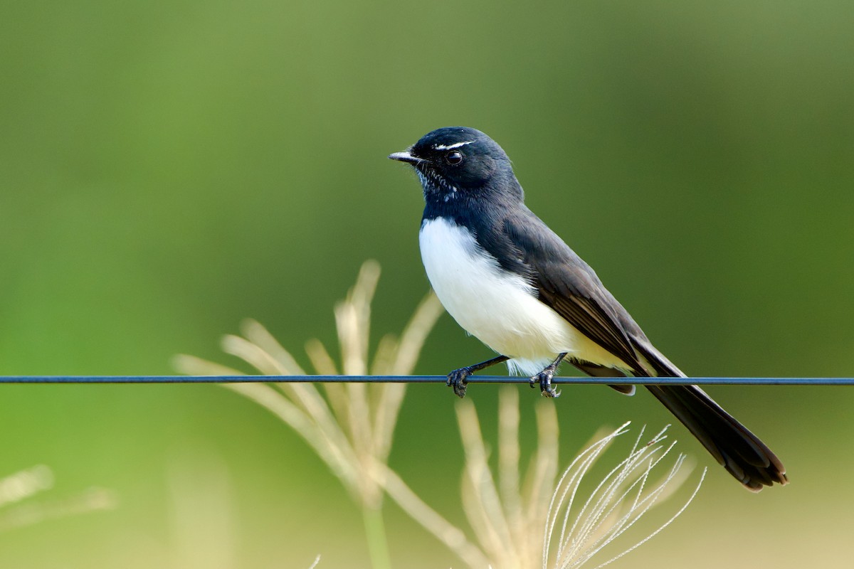 Willie-wagtail - ML643564988