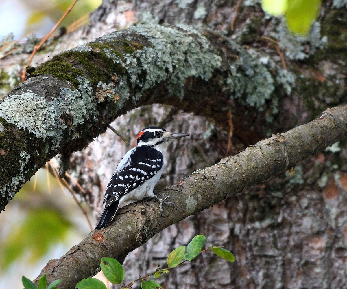 Hairy Woodpecker - ML643564990
