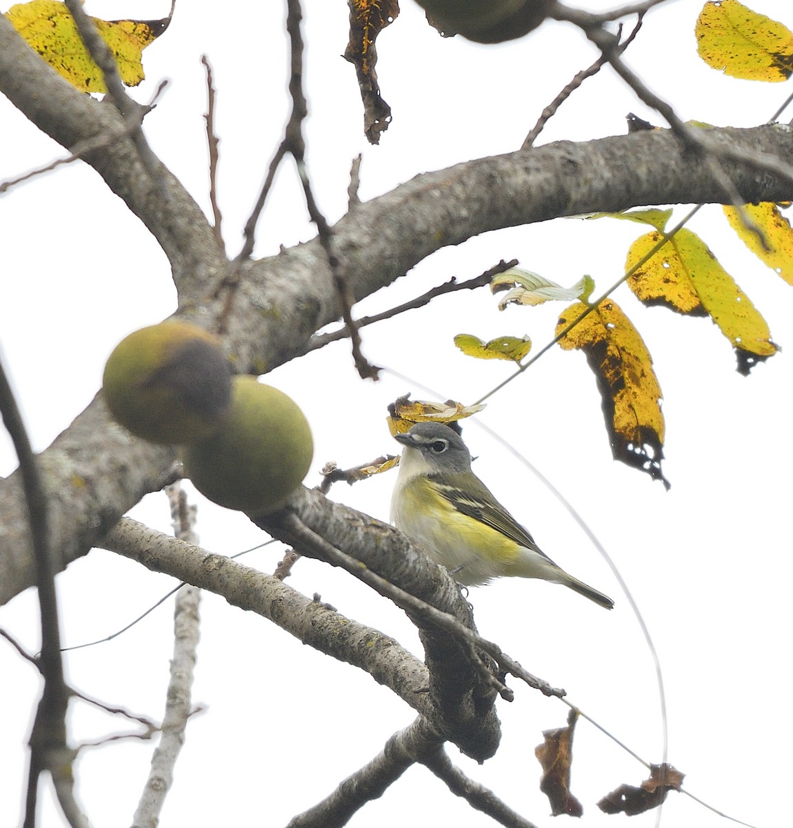Vireo Solitario - ML643564991