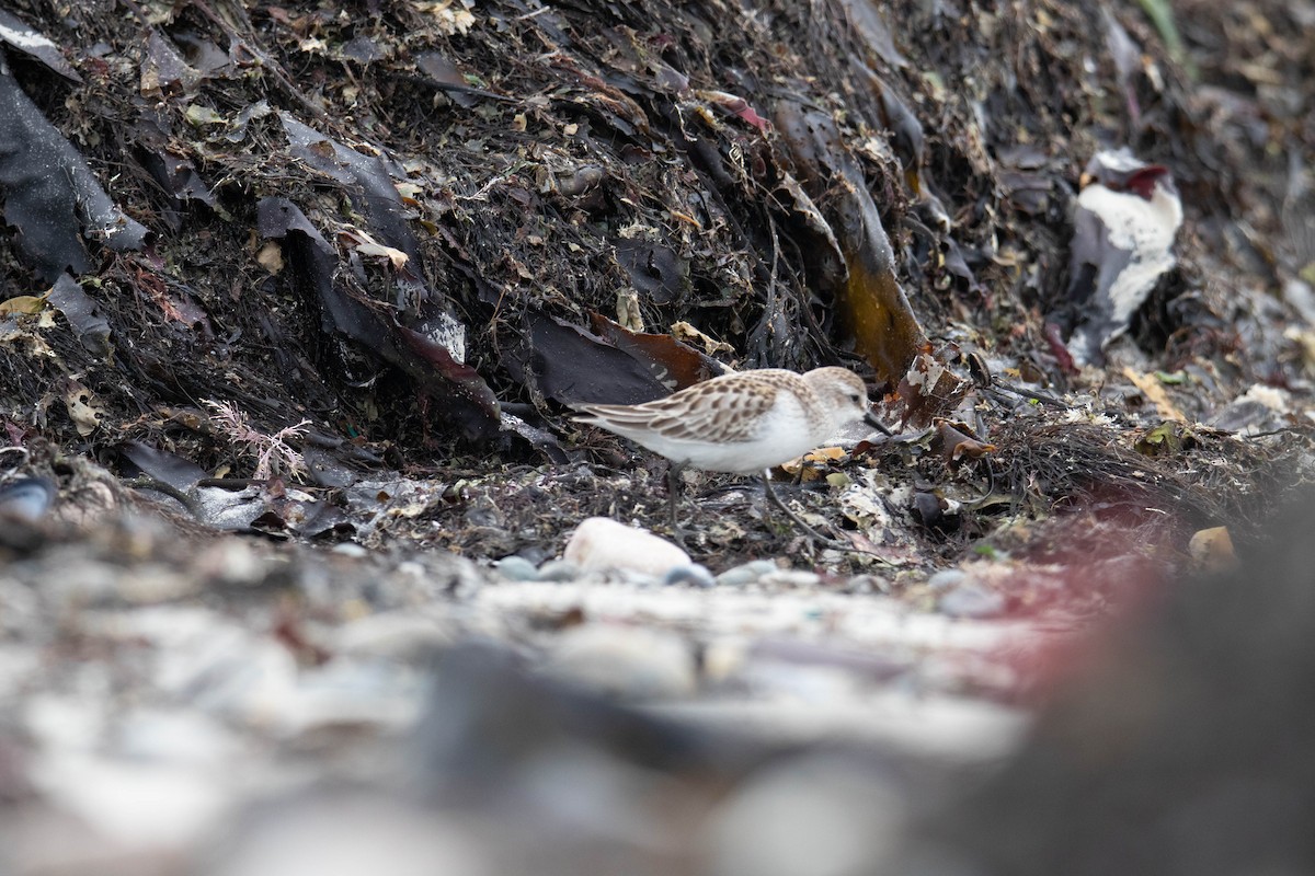 White-rumped Sandpiper - ML643564992