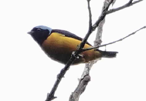 Golden-rumped Euphonia - ML643565015
