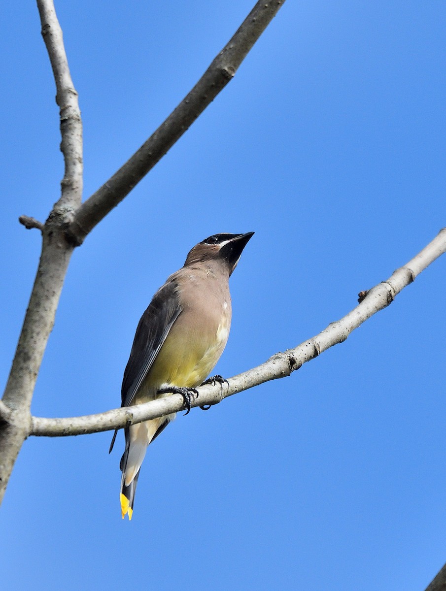 Cedar Waxwing - ML643565016