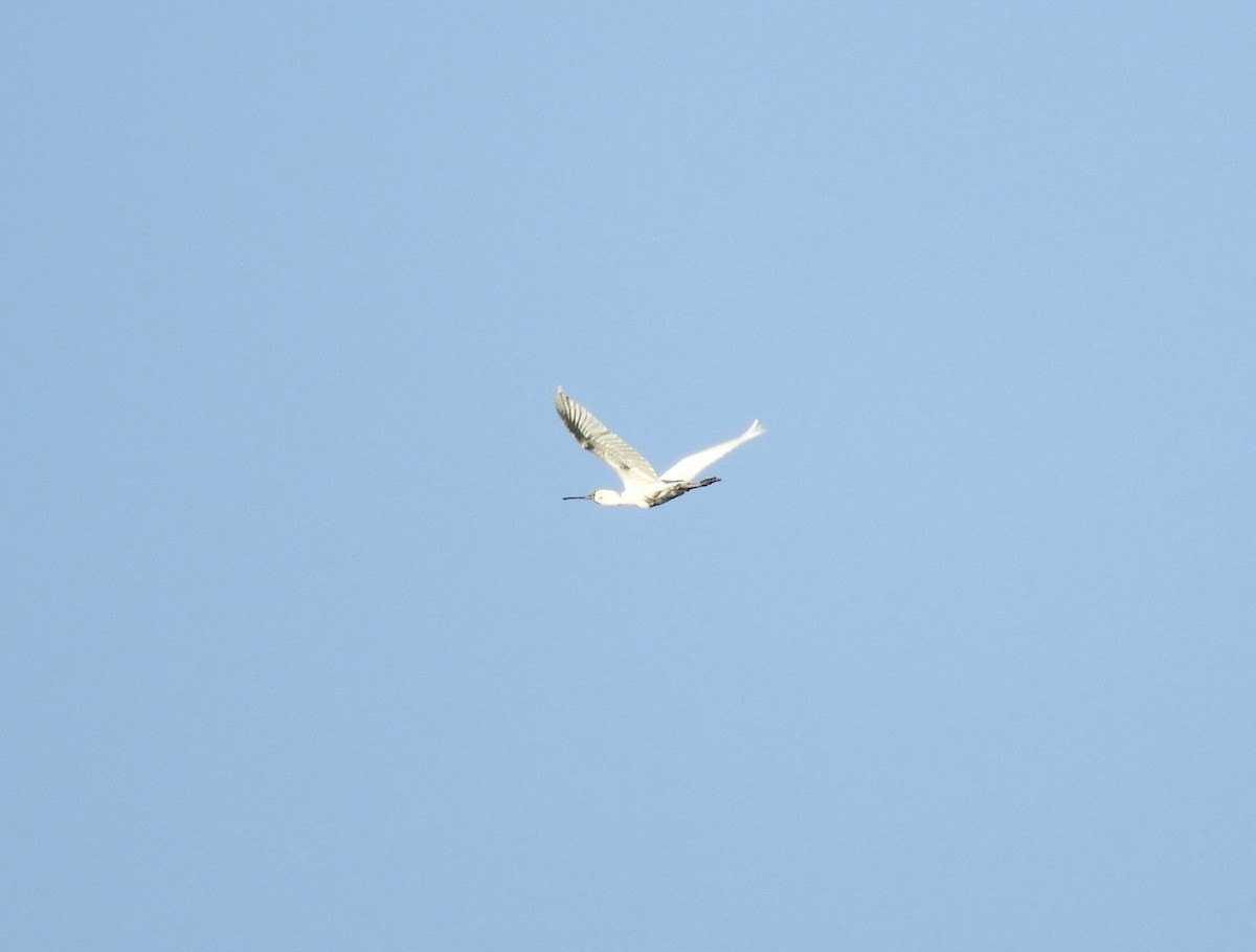 Royal Spoonbill - ML643565031