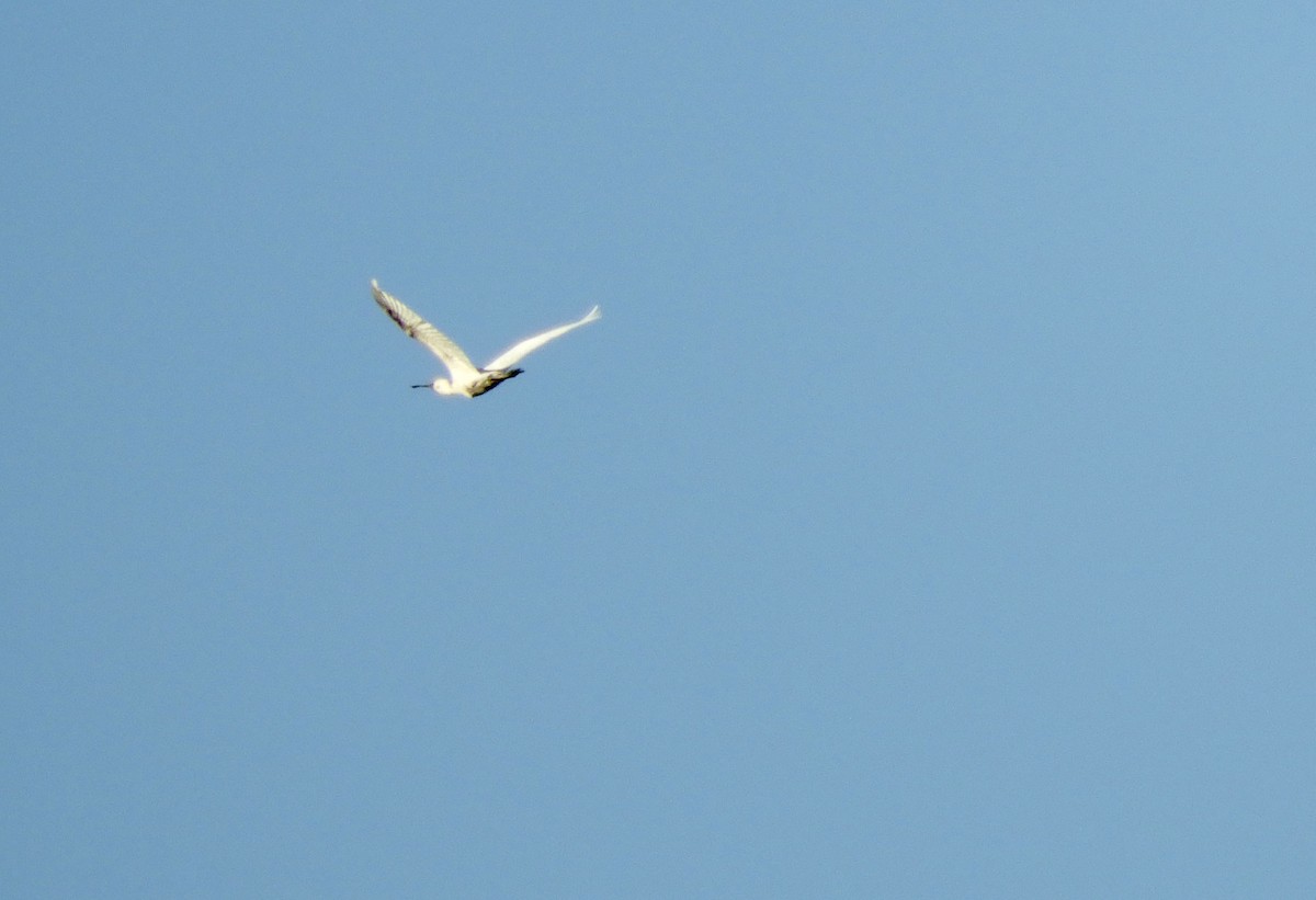 Royal Spoonbill - ML643565032