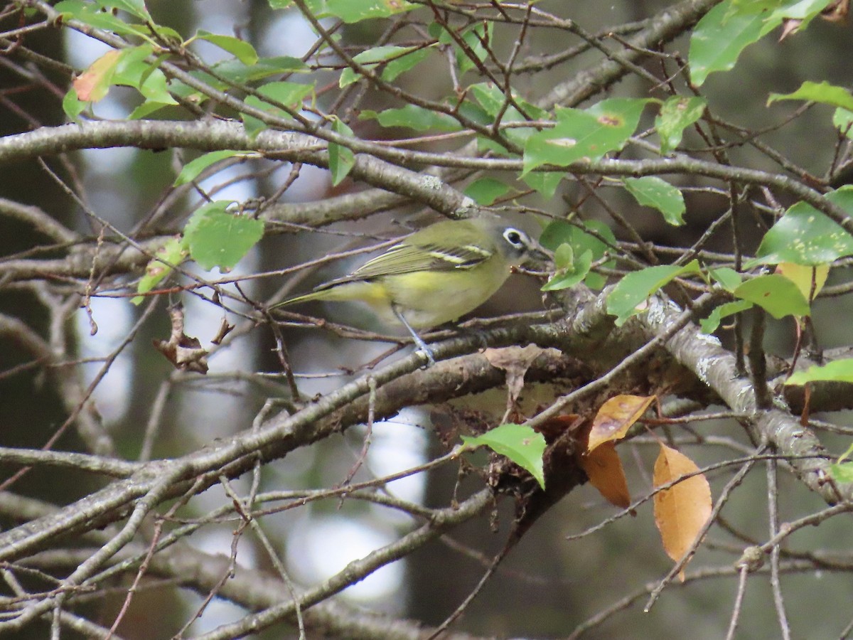 Vireo Solitario - ML643565038