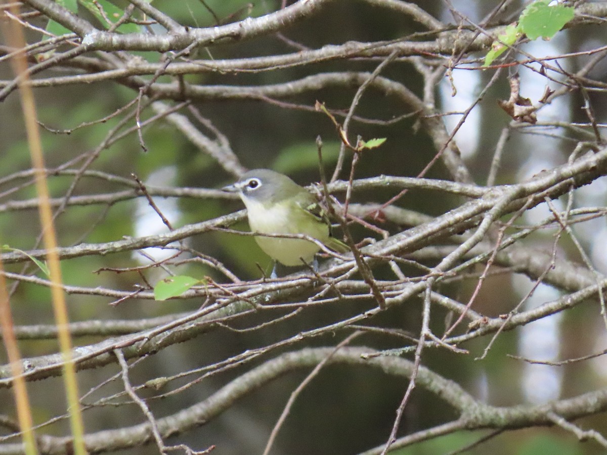 Vireo Solitario - ML643565039