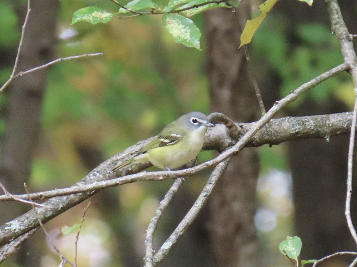 Vireo Solitario - ML643565042