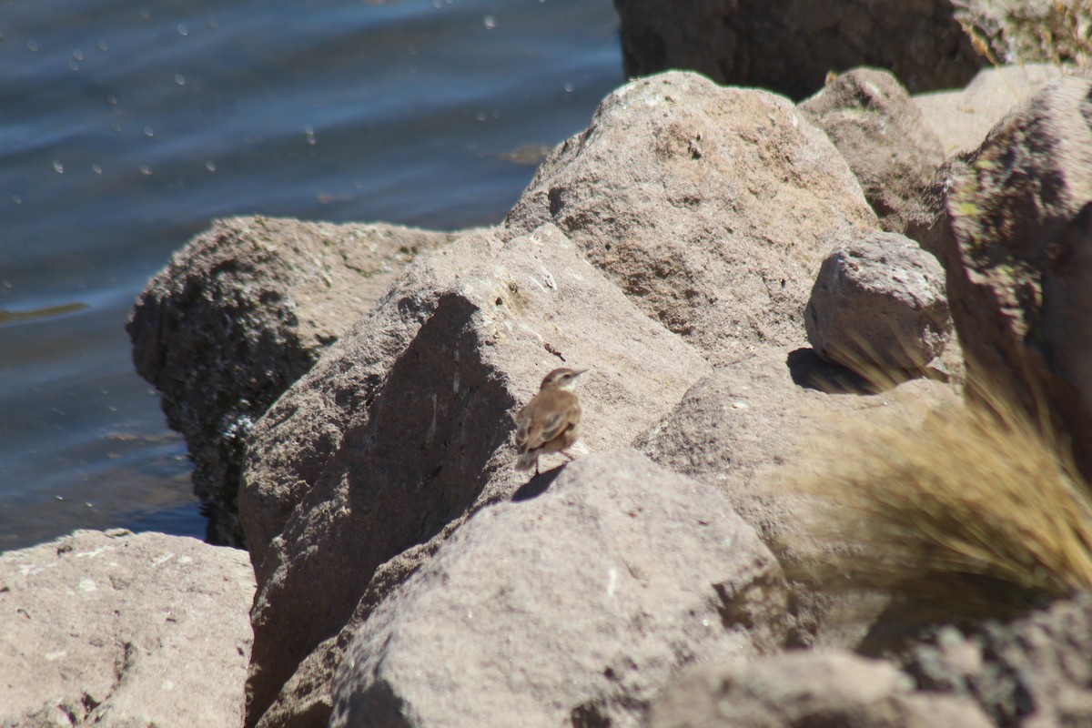 Cream-winged Cinclodes - ML643565043
