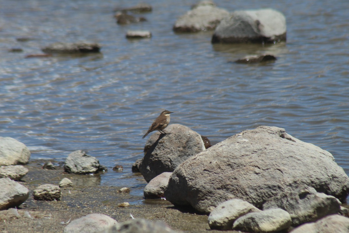 Cream-winged Cinclodes - ML643565044