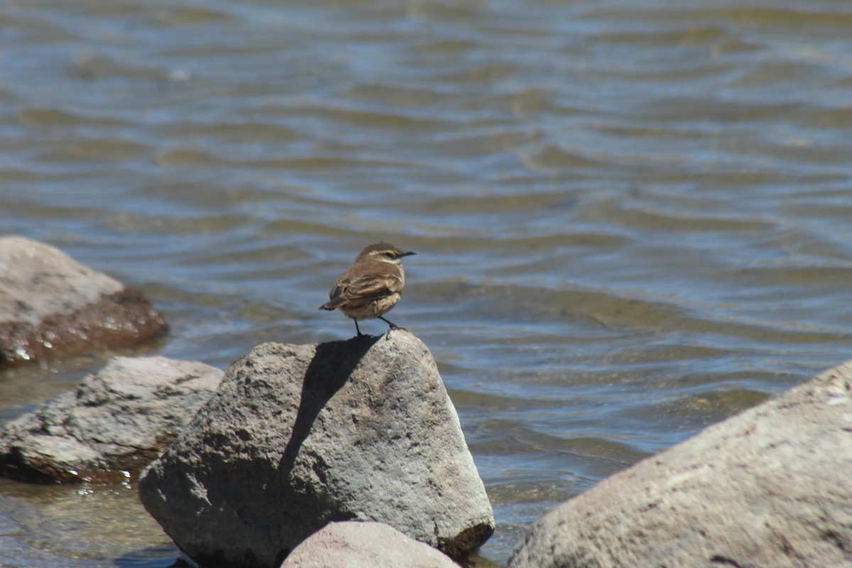 Cream-winged Cinclodes - ML643565045