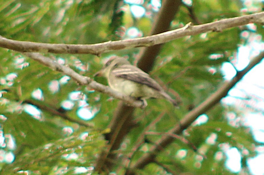Empidonax sp. - ML643565052