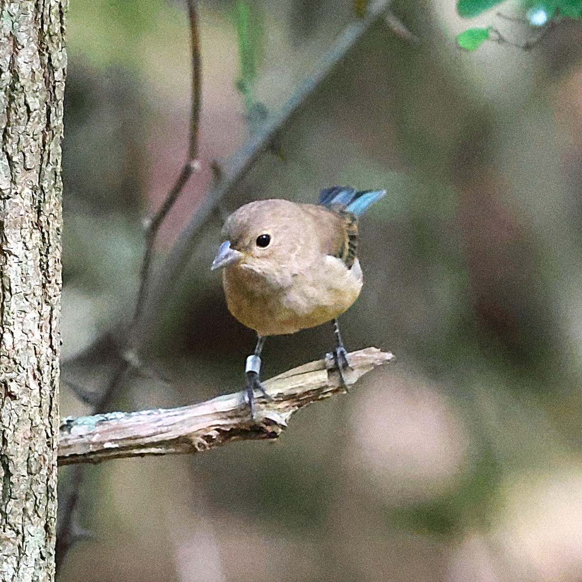 Indigo Bunting - ML643565059