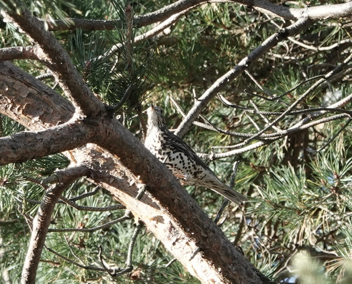 Mistle Thrush - ML643565062