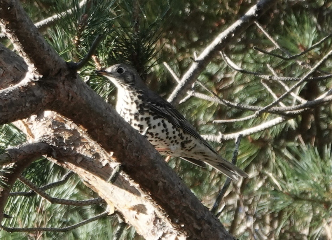Mistle Thrush - ML643565063