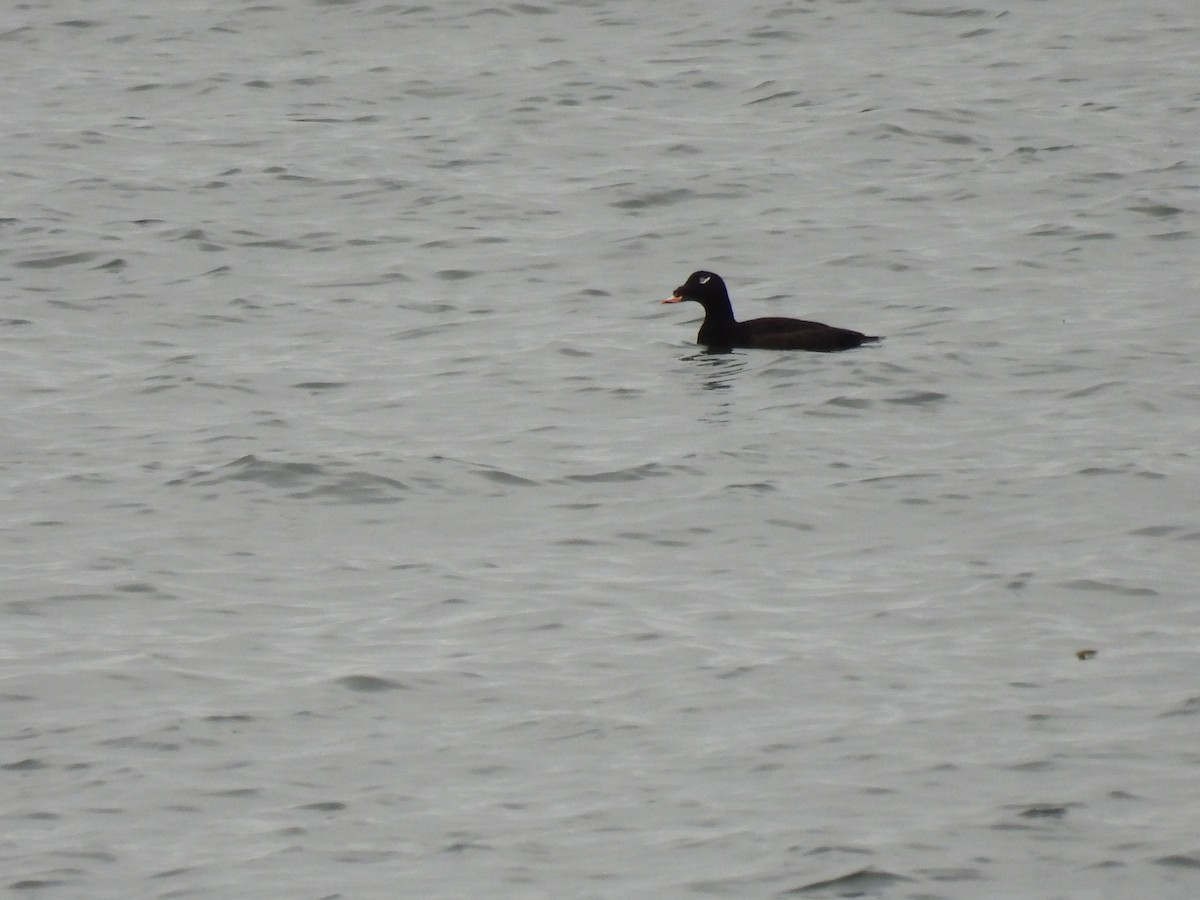 White-winged Scoter - ML643565065