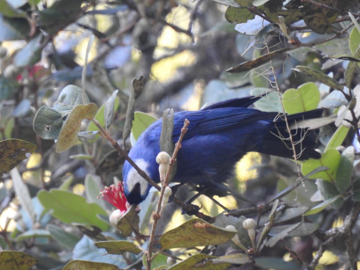 Diademed Tanager - ML643565066