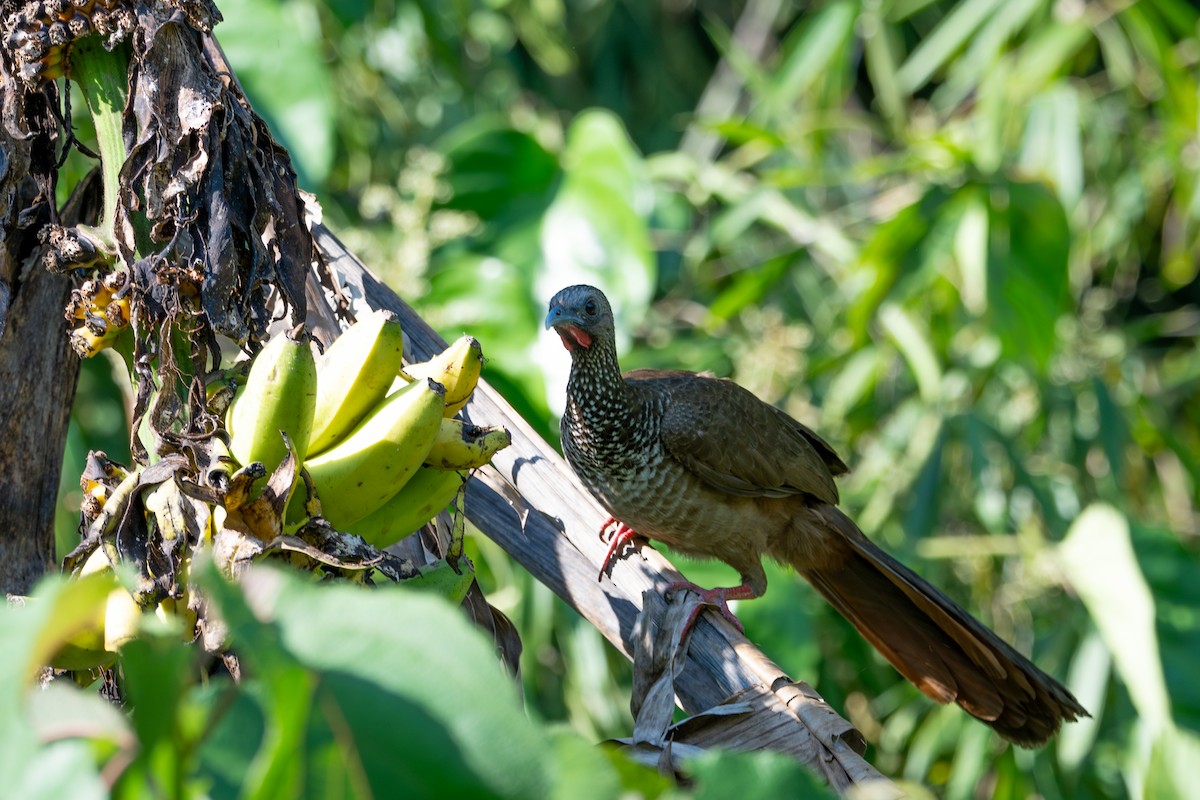 Speckled Chachalaca - ML643565069