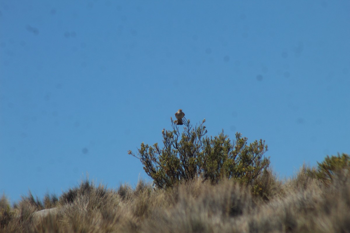 White-winged Cinclodes - ML643565081
