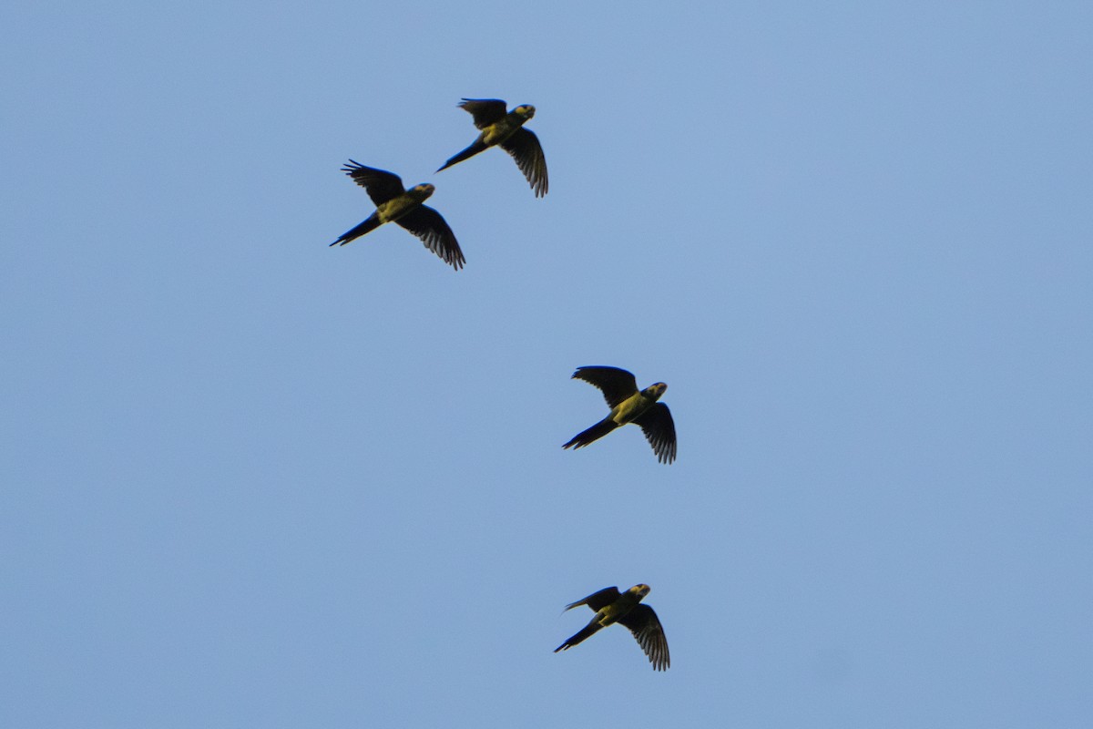 Yellow-eared Parrot - ML643565089