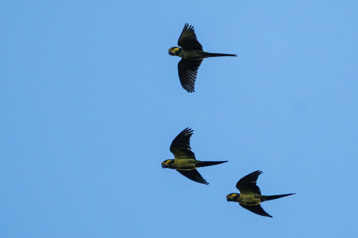 Yellow-eared Parrot - ML643565090