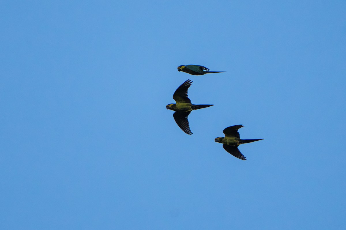 Yellow-eared Parrot - ML643565092