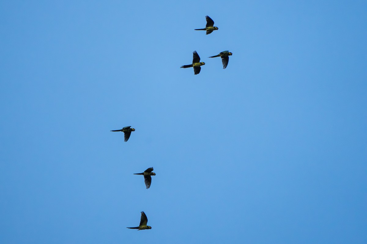 Yellow-eared Parrot - ML643565095
