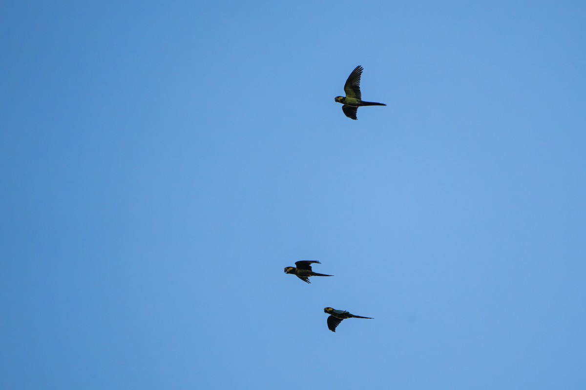 Yellow-eared Parrot - ML643565099