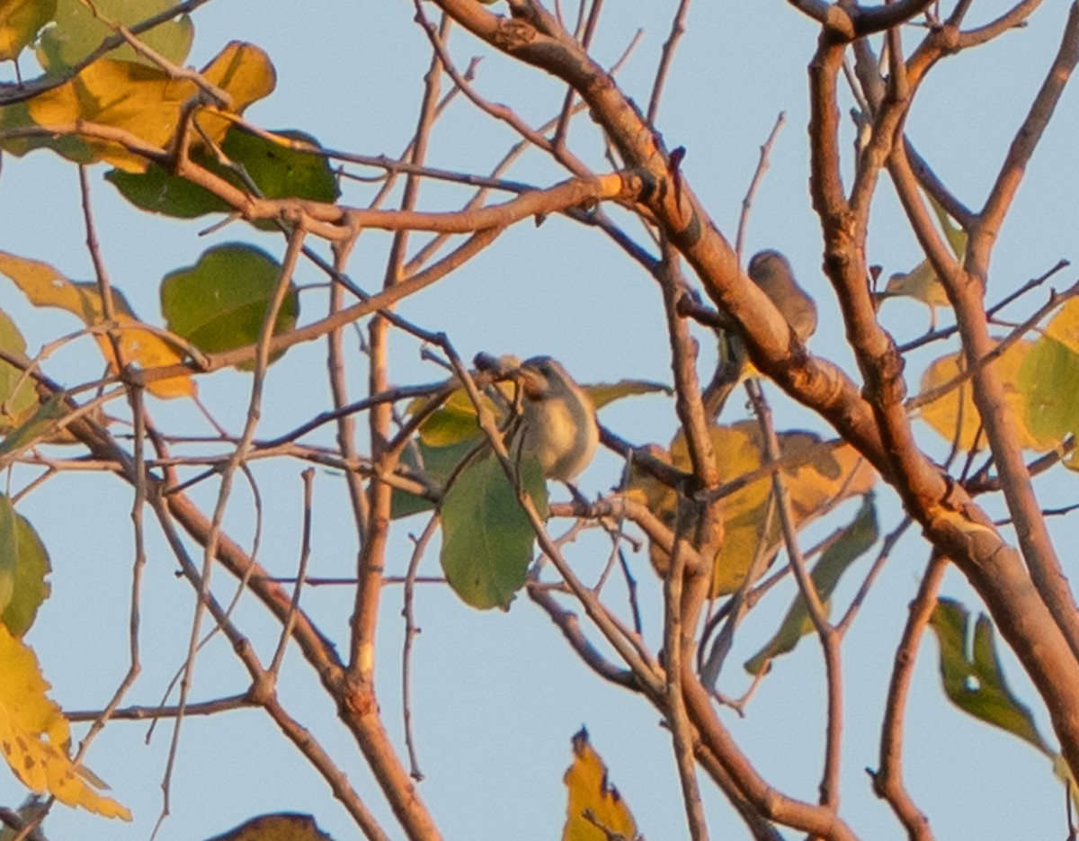 Rufous-throated Honeyeater - ML643565116