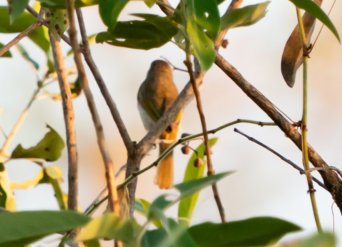 Rufous-throated Honeyeater - ML643565117