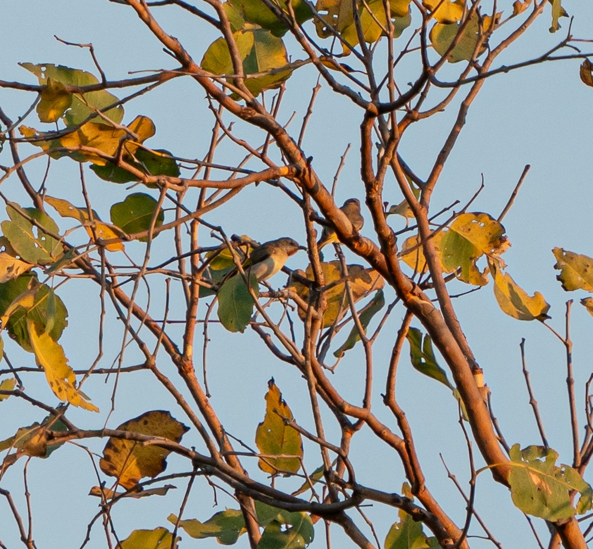 Rufous-throated Honeyeater - ML643565118