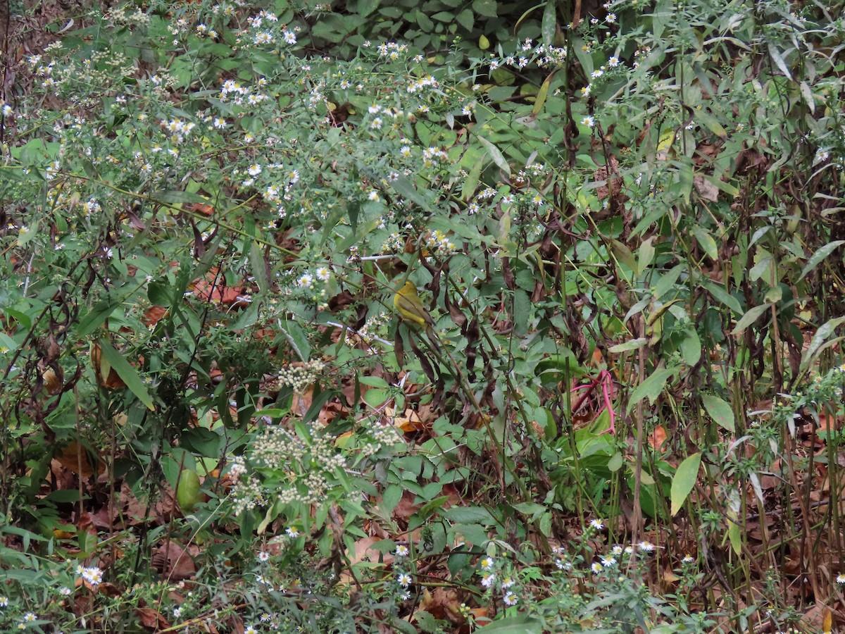Wilson's Warbler - ML643565127