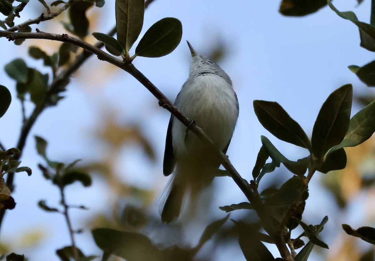 Blue-gray Gnatcatcher - ML643565139