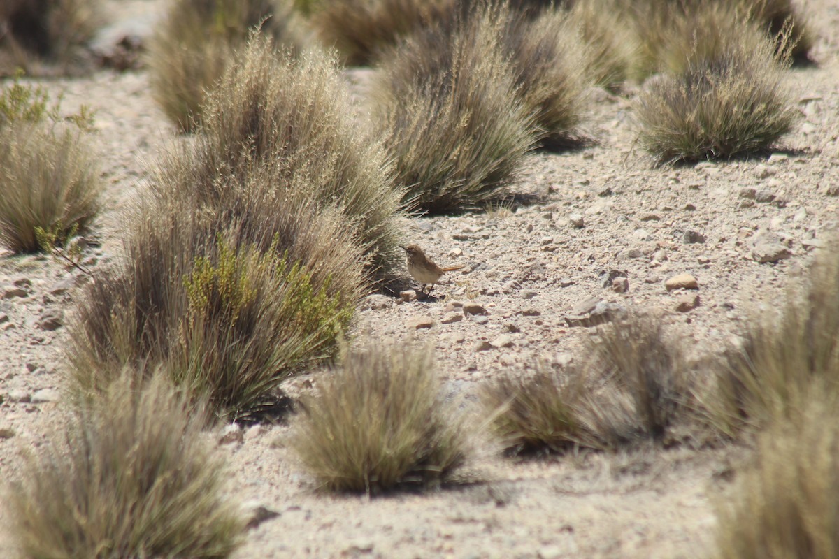 Cordilleran Canastero - ML643565143